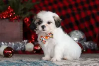 Winston, a male Lhasa Apso for sale in Millersburg, OH – Photo 3 of 8