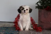 Winston, a male Lhasa Apso for sale in Millersburg, OH – Photo 8 of 8