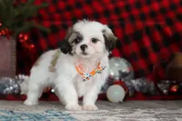 Winston, a male Lhasa Apso for sale in Millersburg, OH – Photo 4 of 8