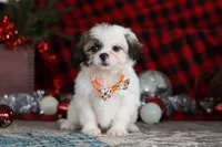 Winston, a male Lhasa Apso for sale in Millersburg, OH – Photo 1 of 8