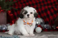 Winston, a male Lhasa Apso for sale in Millersburg, OH – Photo 2 of 8