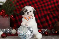 Winston, a male Lhasa Apso for sale in Millersburg, OH – Photo 6 of 8