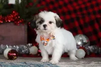 Winston, a male Lhasa Apso for sale in Millersburg, OH – Photo 5 of 8