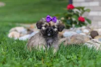 Candy, a female Lhasa Apso for sale in Millersburg, OH – 7 of 8
