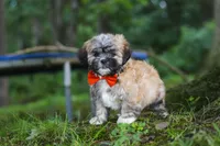 Bryce, a male Lhasa Apso for sale in Millersburg, OH – 5 of 7