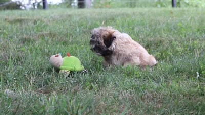 Bryce, a male Lhasa Apso for sale in Millersburg, OH – 8 of 8
