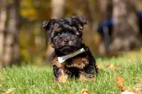 Ryan, a male Yorkshire Terrier for sale in Millersburg, OH – Photo 1 of 6
