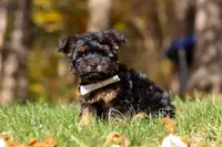 Ryan, a male Yorkshire Terrier for sale in Millersburg, OH – Photo 2 of 6