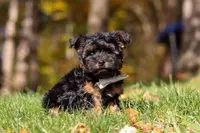 Ryan, a male Yorkshire Terrier for sale in Millersburg, OH – Photo 4 of 6