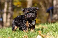 Ryan, a male Yorkshire Terrier for sale in Millersburg, OH – Photo 5 of 6