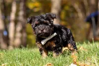 Ryan, a male Yorkshire Terrier for sale in Millersburg, OH – Photo 3 of 6