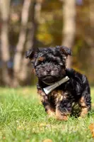 Ryan, a male Yorkshire Terrier for sale in Millersburg, OH – Photo 6 of 6