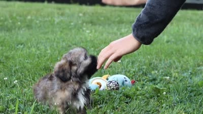 Buddy, a male Lhasa Apso for sale in Millersburg, OH – 7 of 7