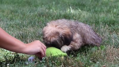 Buddy, a male Lhasa Apso for sale in Millersburg, OH – 7 of 7