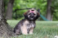 Sophia, a female Lhasa Apso for sale in Millersburg, OH – 3 of 8