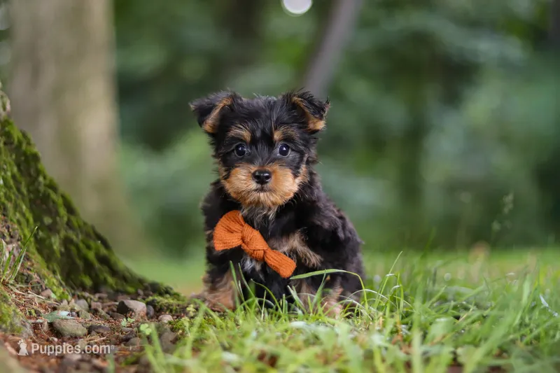 Teddy – Bichon Frise, Yorkshire Terrier puppy for sale in Millersburg, OH