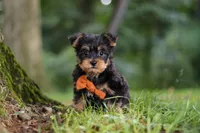 Teddy, a male Bichon Frise and Yorkshire Terrier for sale in Millersburg, OH – 1 of 7