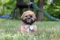 Buddy, a male Lhasa Apso for sale in Millersburg, OH – 3 of 7