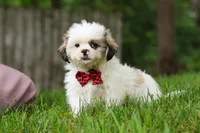Jethro, a male Lhasa Apso for sale in Millersburg, OH – 9 of 10