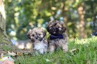 Conner, a male Lhasa Apso for sale in Millersburg, OH – 8 of 9