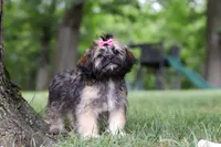 Sophia, a female Lhasa Apso for sale in Millersburg, OH – 6 of 8