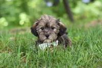 Gary, a male Shorkie for sale in Millersburg, OH – 5 of 10