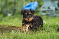 Landon, a male Bichon Frise and Yorkshire Terrier for sale in Millersburg, OH – 5 of 6