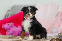 Kelly, a female Australian Shepherd for sale in Millersburg, OH – Photo 1 of 5