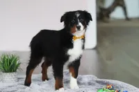 Kelly, a female Australian Shepherd for sale in Millersburg, OH – Photo 3 of 5