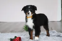Kelly, a female Australian Shepherd for sale in Millersburg, OH – Photo 4 of 5