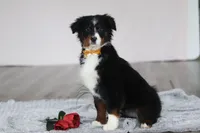 Kelly, a female Australian Shepherd for sale in Millersburg, OH – Photo 2 of 5