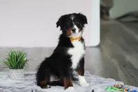 Kelly, a female Australian Shepherd for sale in Millersburg, OH – Photo 5 of 5