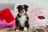 Kelly, a female Australian Shepherd for sale in Millersburg, OH – Photo 3 of 5