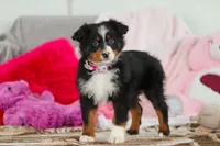 Kelly, a female Australian Shepherd for sale in Millersburg, OH – Photo 5 of 5