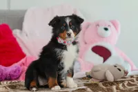 Kelly, a female Australian Shepherd for sale in Millersburg, OH – Photo 2 of 5
