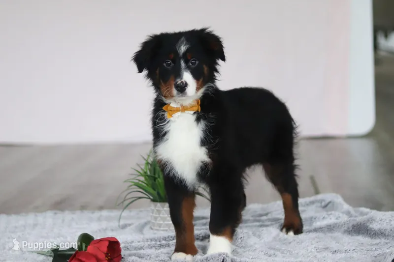 Kelly – Australian Shepherd puppy for sale in Millersburg, OH