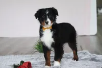 Kelly, a female Australian Shepherd for sale in Millersburg, OH – Photo 1 of 5