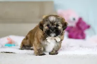 Dillon, a male Lhasa Apso for sale in Millersburg, OH – Photo 4 of 10