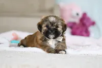 Dillon, a male Lhasa Apso for sale in Millersburg, OH – Photo 10 of 10