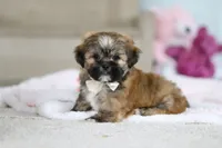 Dillon, a male Lhasa Apso for sale in Millersburg, OH – Photo 7 of 10