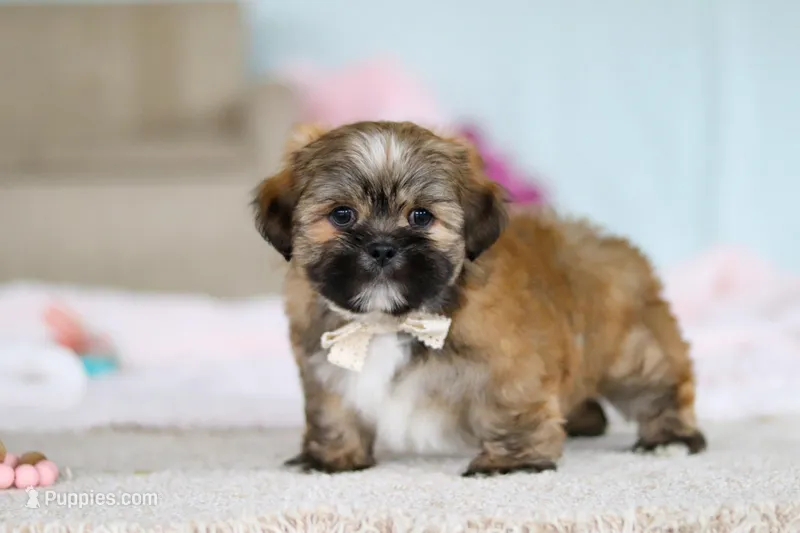 Dillon – Lhasa Apso puppy for sale in Millersburg, OH