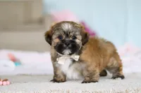 Dillon, a male Lhasa Apso for sale in Millersburg, OH – Photo 1 of 10