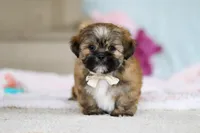 Dillon, a male Lhasa Apso for sale in Millersburg, OH – Photo 3 of 10