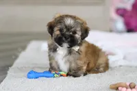 Dillon, a male Lhasa Apso for sale in Millersburg, OH – Photo 5 of 10