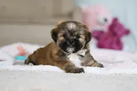 Dillon, a male Lhasa Apso for sale in Millersburg, OH – Photo 9 of 10