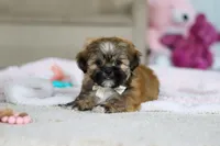 Dillon, a male Lhasa Apso for sale in Millersburg, OH – Photo 2 of 10