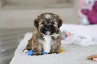 Dillon, a male Lhasa Apso for sale in Millersburg, OH – Photo 6 of 10