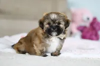 Dillon, a male Lhasa Apso for sale in Millersburg, OH – Photo 8 of 10