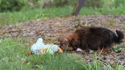 Frisky, a male Shorkie for sale in Millersburg, OH – 7 of 7