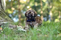 Conner, a male Lhasa Apso for sale in Millersburg, OH – 6 of 9